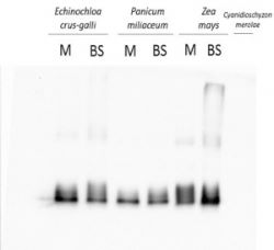 Lhca1 | PSI type I chlorophyll a/b-binding protein in the group Antibodies Plant/Algal / Photosynthesis / LHC at Agrisera AB (Antibodies for research) (AS01 005)